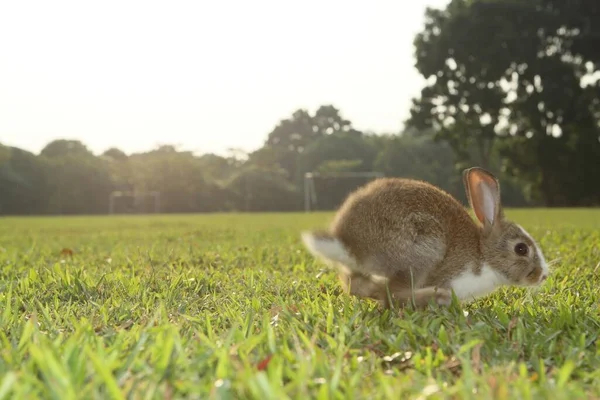 Cute Adorable White Brown Rabbit Garden Green Grass — Stock fotografie