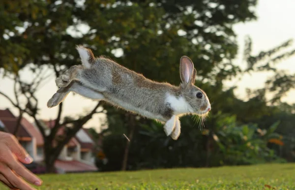 Little Cute Brown White Rabbit Jumping Host Hand — Stok fotoğraf