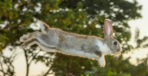 Stunning Cute Brown White Rabbit Leaping Jumping Hopping Garden — Stock fotografie