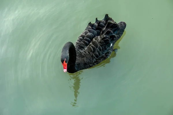 Cisne Negro Lago — Fotografia de Stock