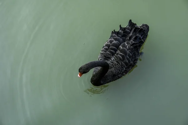 Black Swan Relaxing Lake — Fotografia de Stock
