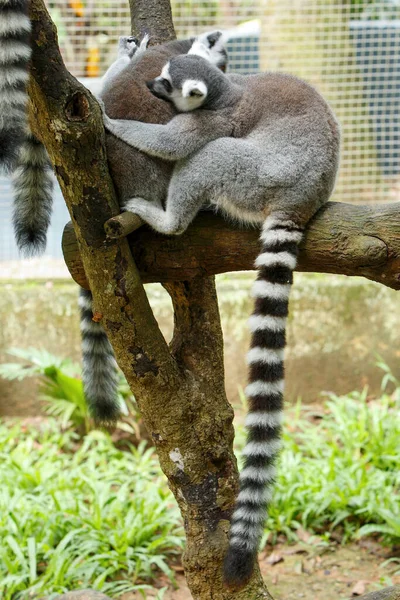 Group Ring Tailed Lemur Lemur Catta Zoo Wildlife Animal — Foto de Stock