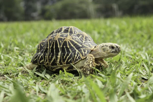 Close View Turtle Walking Grass — стоковое фото