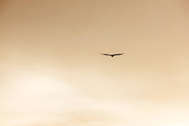 Günbatımında uçan kuş silueti