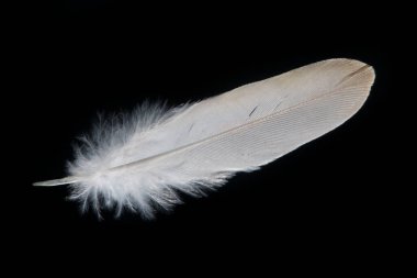 Siyah arka plan beyaz tüy closeup