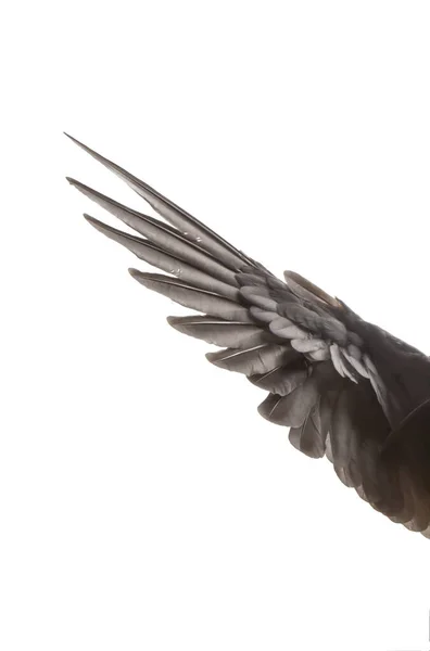 Flügel Des Vogels Auf Weißem Hintergrund — Stockfoto