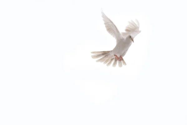 White Dove Fly Isolated White Background — Stock Photo, Image