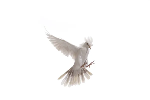 Weiße Taube Fliege Isoliert Auf Weißem Hintergrund — Stockfoto