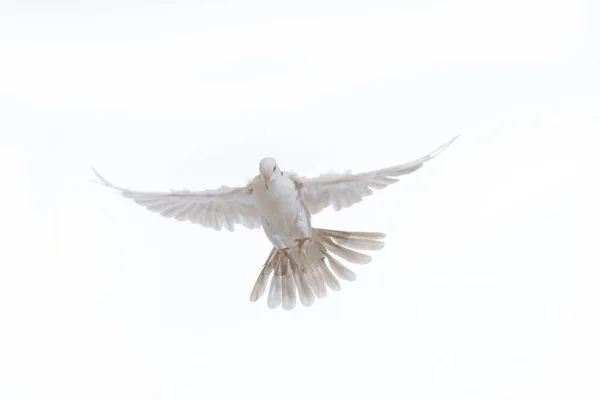 배경에 비둘기 — 스톡 사진
