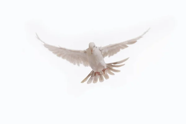 Una Paloma Blanca Voladora Libre Aislada Sobre Fondo Negro Pájaro —  Fotos de Stock