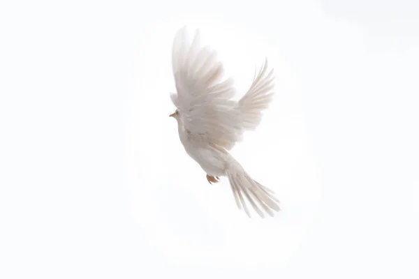 Eine Frei Fliegende Weiße Taube Isoliert Auf Schwarzem Hintergrund Friedensvogel — Stockfoto