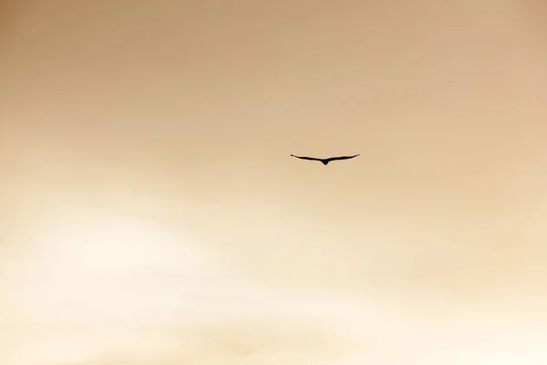 석양을 배경으로 날으는 — 스톡 사진