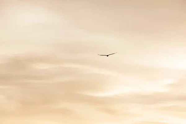 Silhouette Flug Hinterleuchtete Silhouette Eines Vogels Gegen Den Bewölkten Himmel — Stockfoto