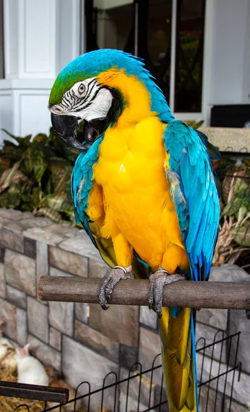 Vacker Levande Blå Gul Färg Papegoja Poserar Träpinne Fågelpapegoja — Stockfoto