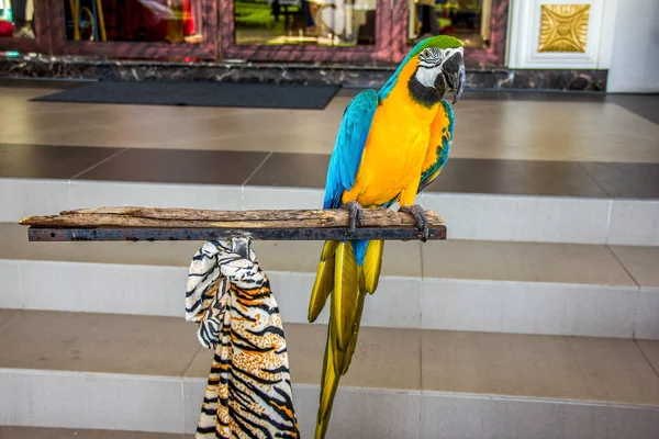 Niebiesko Żółty Portret Papugi Makaw Ara Macaw Papuga — Zdjęcie stockowe