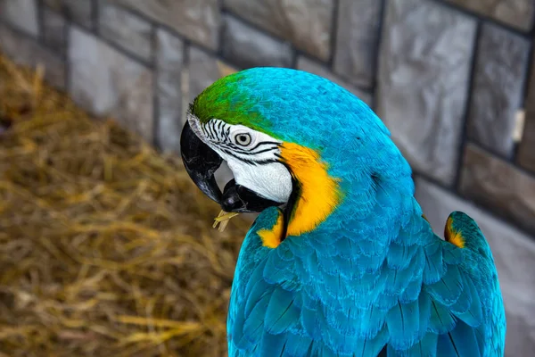 Blå Och Guld Macaw Iguacu Falls — Stockfoto