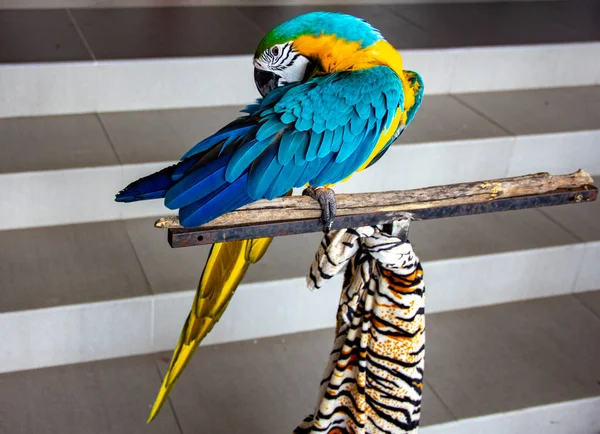 Papuga Pięknych Kolorach — Zdjęcie stockowe
