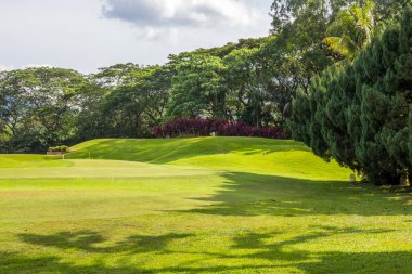 Güzel çim tarlası ve arka planda çeşitli ağaçlar