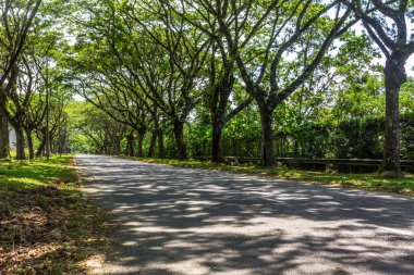 Uzun bir yol. Uzun ağaç yolu. Işık ve gölge. Güneşli bir gün. Çimento yolu. Uzun bir yol. Kaybolma noktası. İlham verici. Park yolu. Yaz günü. Yerdeki gölgeler.