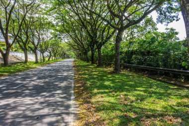 Ormandaki tarlanın üzerinde yol ve patika 