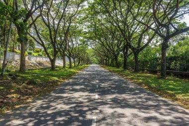 Yoğun yeşillikli uçsuz bucaksız yol, etrafındaki bitkiler
