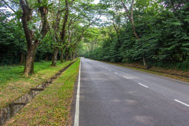 İki tarafında ağaçlar olan köy yolu..