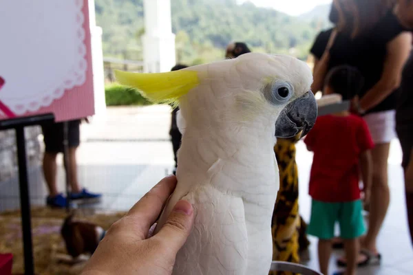 Loro Blanco Grande Retrato Primer Plano — Foto de Stock