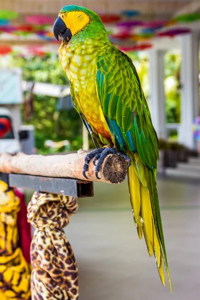 Bello Colorato Uccello Pappagallo — Foto Stock