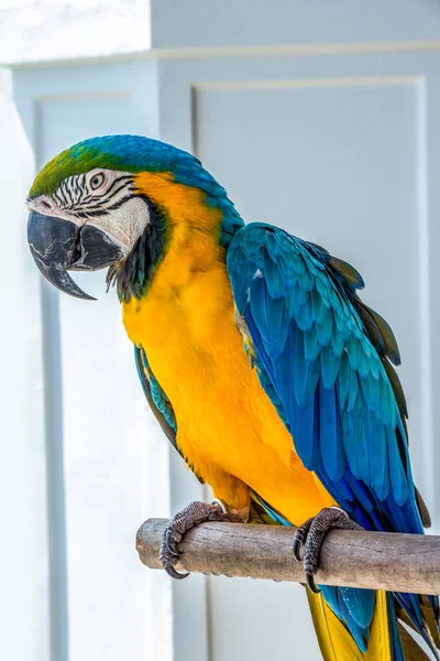 Niebiesko Żółte Macaw Ara Ararauna Znany Również Jako Niebiesko Złoty — Zdjęcie stockowe
