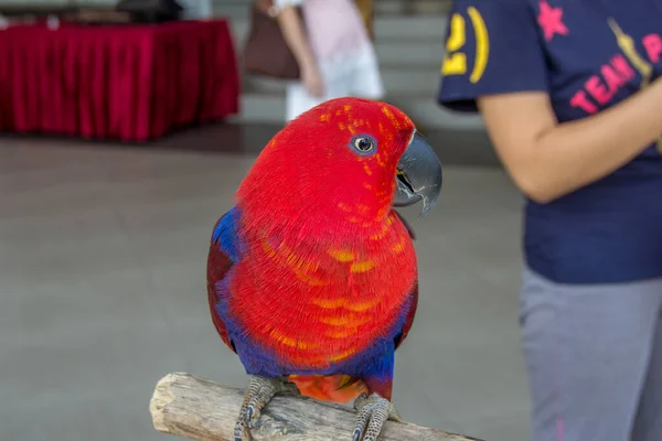 Прекрасный Красный Попугай Вблизи — стоковое фото