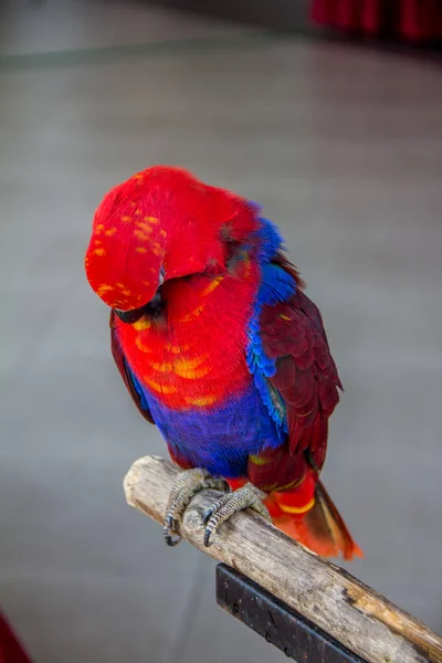 Portrait Coloré Perroquet Sur Fond Gris — Photo