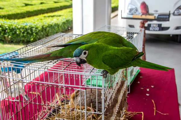 Két Zöld Papagáj Amazona Ketrecben — Stock Fotó