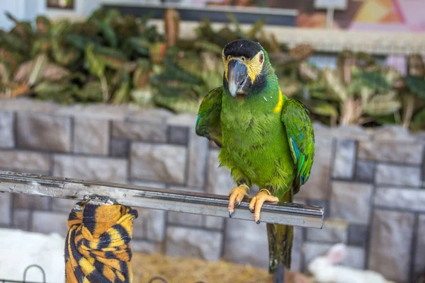 Papagáj Pult Mellett — Stock Fotó