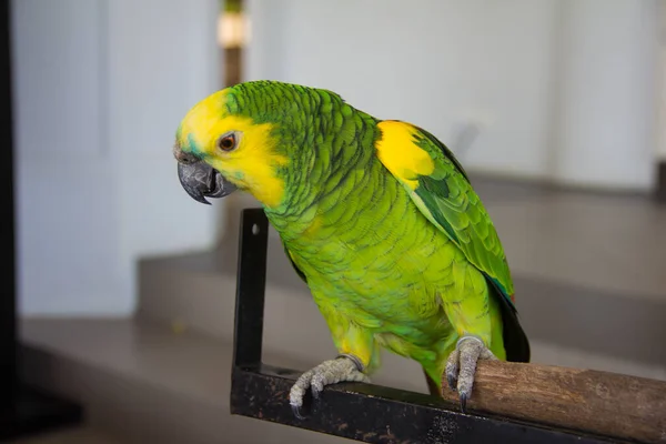 Pappagallo Verde Esotico Dall Amazzonia — Foto Stock