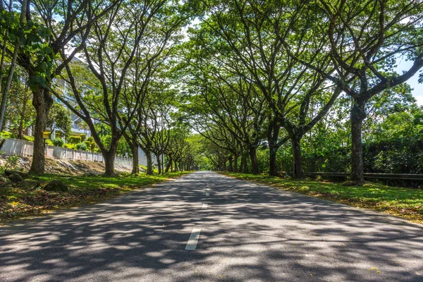 Rua Com Árvores Dia Ensolarado — Fotografia de Stock