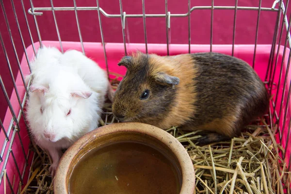 Porträtt Söta Röda Marsvin Cavia Porcellus Ett Populärt Husdjur — Stockfoto