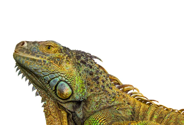 Zöld Iguana Fehér Háttér Elszigetelt — Stock Fotó