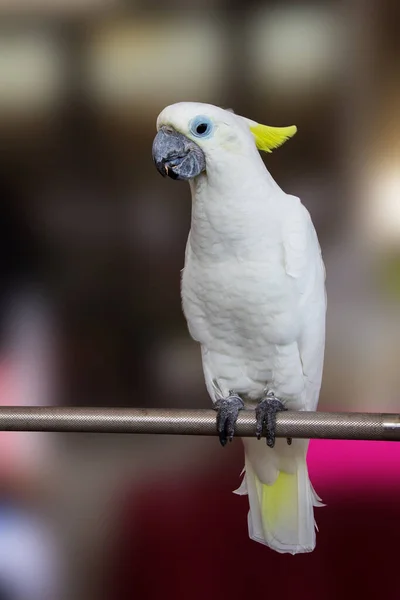 Faccia Cockatoo Dalla Cresta Gialla Nel Parco — Foto Stock