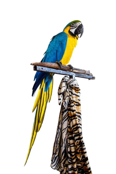 Blue Yellow Macaw Ara Ararauna Perched Branch White Background — Stock Photo, Image