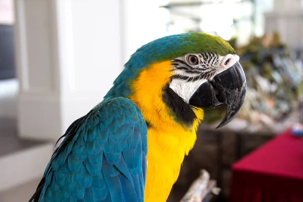 Niebiesko Żółta Macaw Znana Jako Arara Caninde Brazylii Macaw Niebieskimi — Zdjęcie stockowe