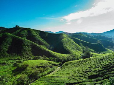 Cameron Highlands, Malezya 'daki Tea Plantasyonu