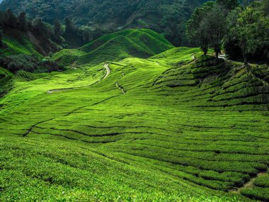Cameron dağlık arazilerindeki çay tarlası, Malezya 'daki dağ tepeleri