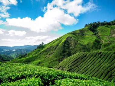 Cameron Highlands, Malezya, Asya 'daki çay tarlası mavi gökyüzü beyaz bulutlarıyla