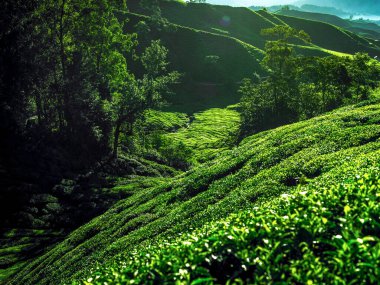 çay plantasyon cameron highlands, Malezya