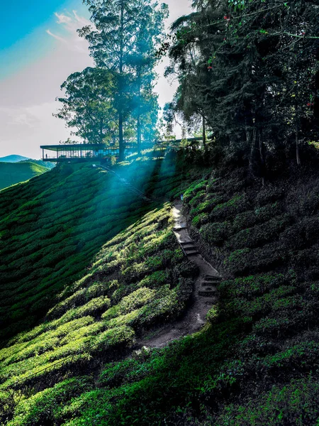 Teeplantage Auf Dem Hügel Den Cameron Highlands Malaysia — Stockfoto
