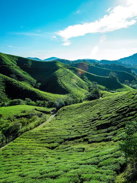Green Hill Cover Von Teeplantage Den Cameron Highlands Malaysia — Stockfoto