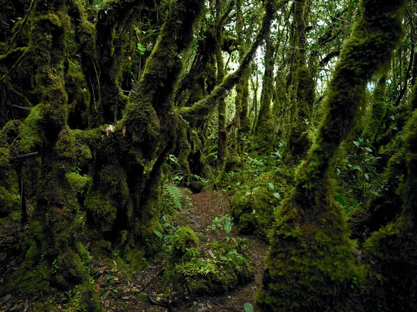 Natural Mossy Forest Tropical Country — Stock Photo, Image