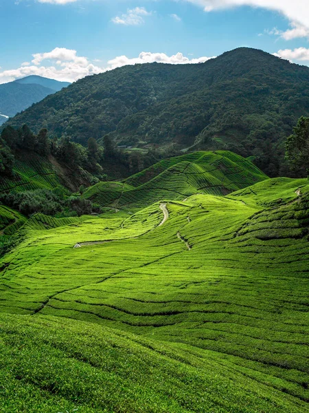 Teeplantage Cameron Hochland Berghügel Malaysia — Stockfoto