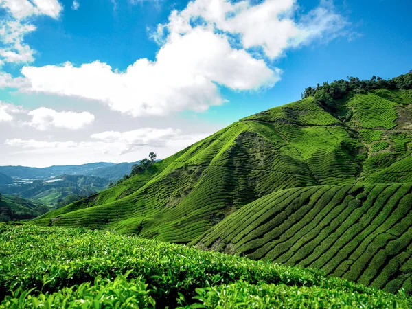Teeplantage Den Cameron Highlands Malaysia Asien Mit Blauem Himmel Und — Stockfoto