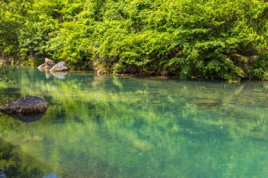 Huangshan, Çin 'de bir ormanda taze yeşil ve dere.